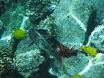 Snorkeling at Cpt Cook Monument
